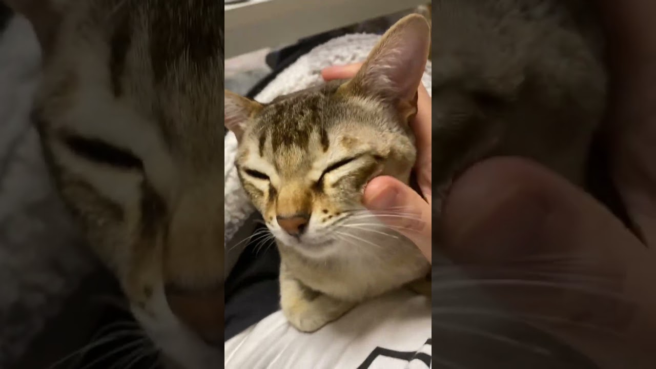 気持ちいい時ええ顔する猫がこちらです【シンガプーラ】 #animals #singapura #cat #子猫 #ペットショップ #猫 #過保護 # #pets