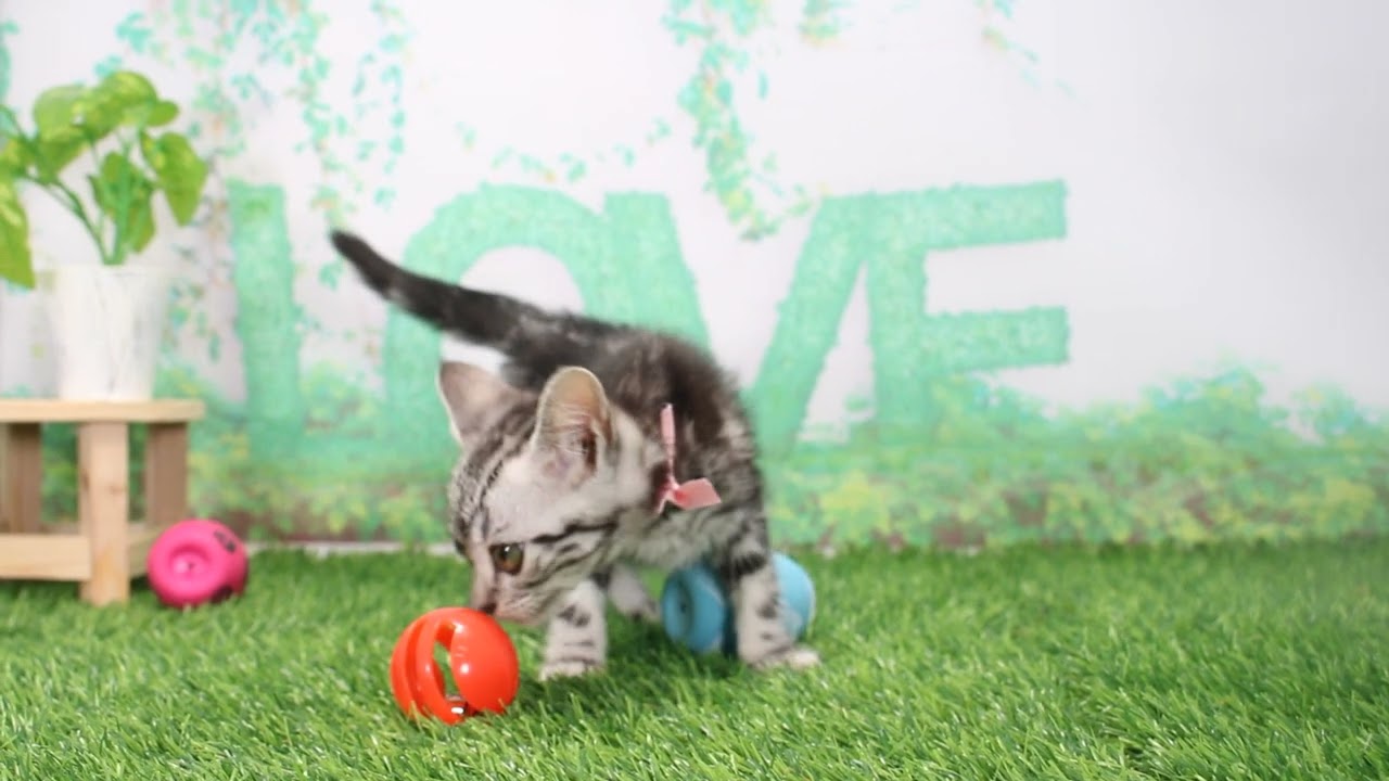 Coo&RIKU　No640389 アメリカンショートヘアー