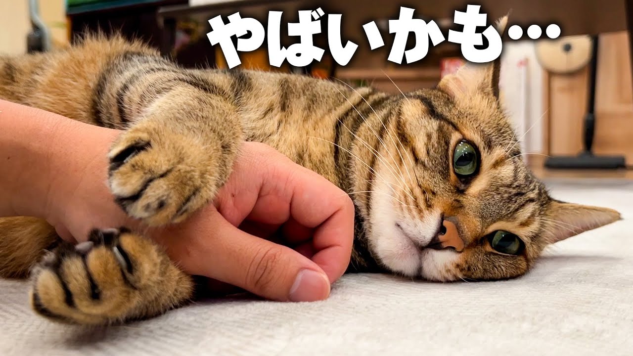 猫たちが脱水症状で倒れるかもしれないので検査します。