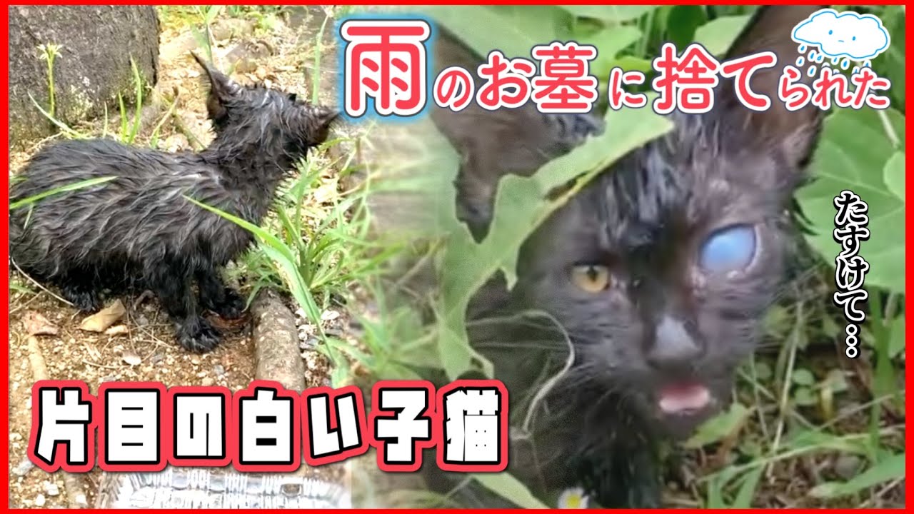 【子猫保護】お墓で雨に濡れて鳴いていた２匹の子猫を保護しました【保護猫たろうとの出会い】
