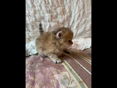 ペルシャ（チンチラ） チンチラゴールデン（ロング）の男の子♪