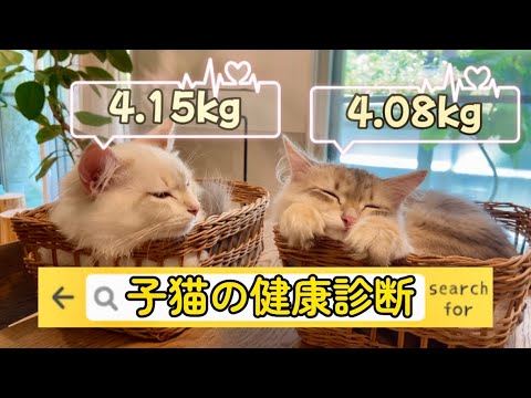 生後5ヶ月子猫の健康診断 サイベリアン子猫とカートでお出かけ