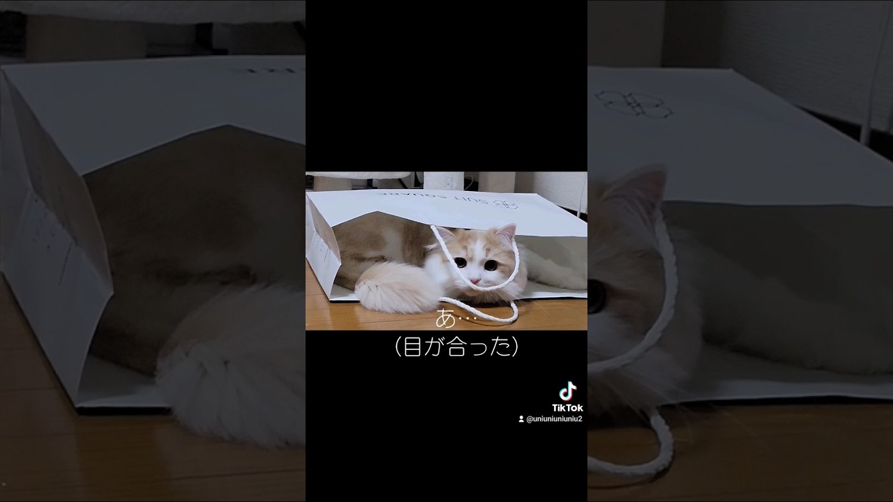 たまに猫っぽいところ #ラガマフィン #猫動画 #cat #子猫 #癒し #サマーカット
