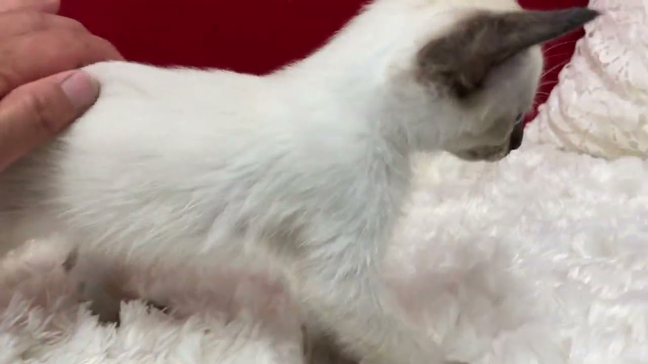 トンキニーズ シールポイントの女の子♡