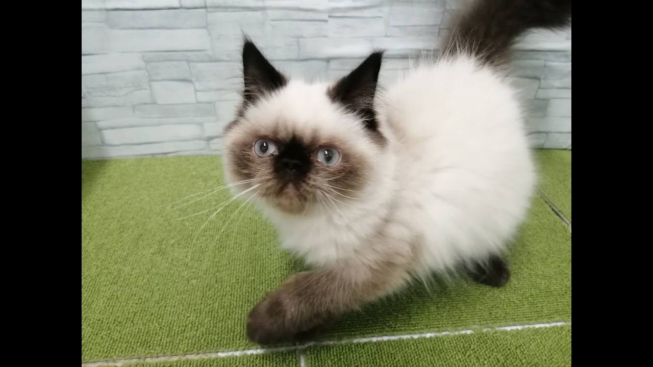 Coo&RIKU　No630775 ヒマラヤン