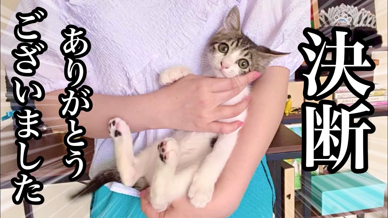 【ご報告】預かり子猫、くぅの事について