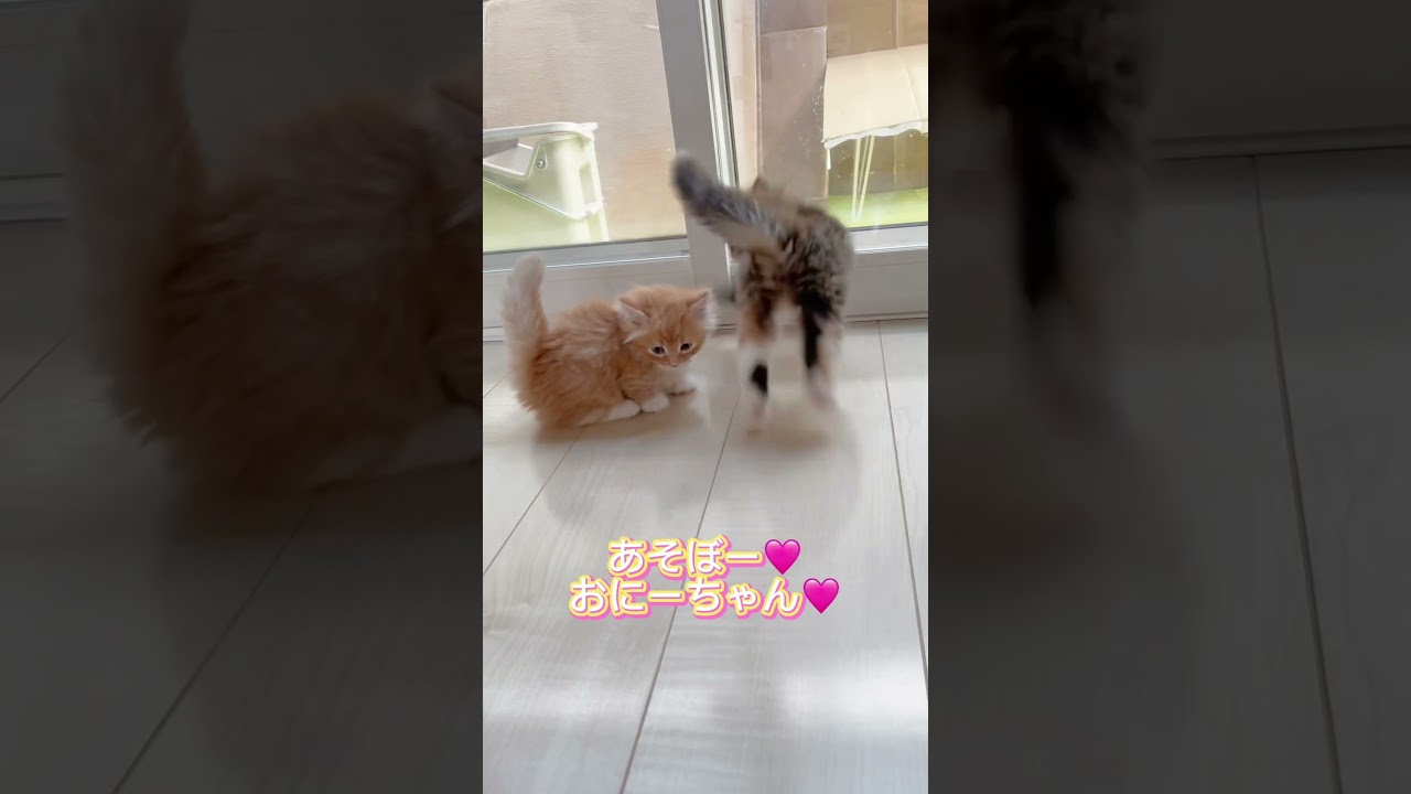 ミヌエット兄妹🩷 【お問合せ詳細は説明欄に記載あります】 #猫 #マンチカン #ミヌエット #子猫販売 #猫のいる暮らし #猫動画 #ブリーダー直販 #ラパーマ #子猫 #スクーカム