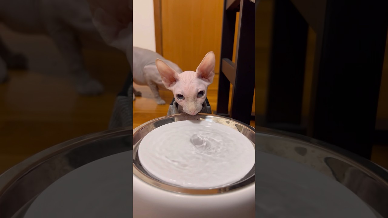 上手に水を飲む毛のない子猫【スフィンクス猫】