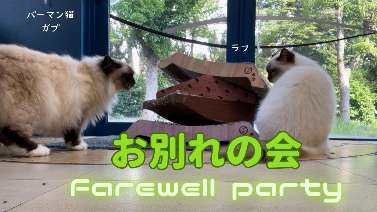 バーマン猫ラフとガブとミカとウリ【お別れの会】Farewell party（バーマン猫）Birman/Cat