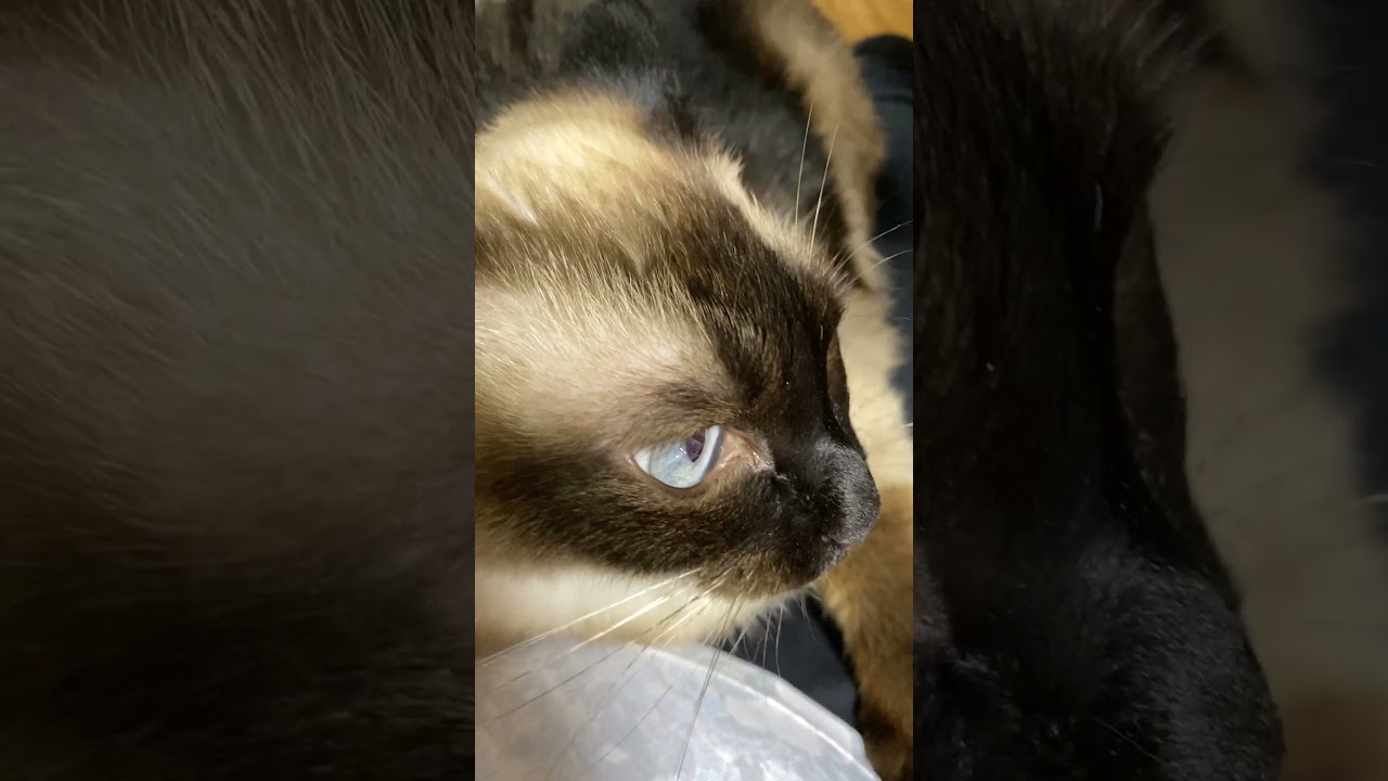 【2023.07.14】今日のシャム猫のふくさん（音無し）【たぬき猫】 #shorts