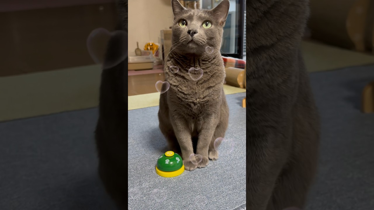 【ロシアンブルー】めろんとベル🛎️やめられません🤭めろんのこの表情が可愛すぎて☺️【猫】#shorts