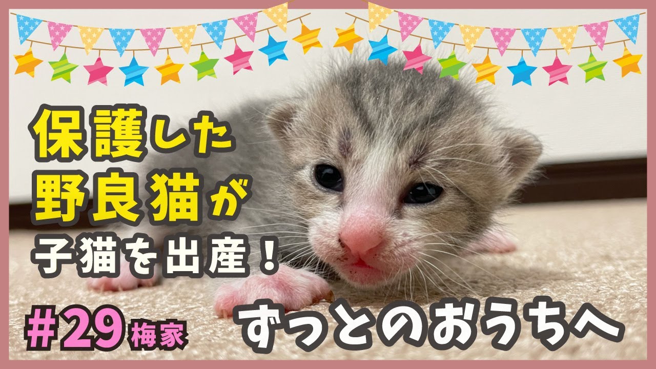 【子猫 旅立ち】保護した野良猫が生んだ子猫。幸せなずっとのおうちへ✨【子猫の誕生から成長まで・梅家29】kitten