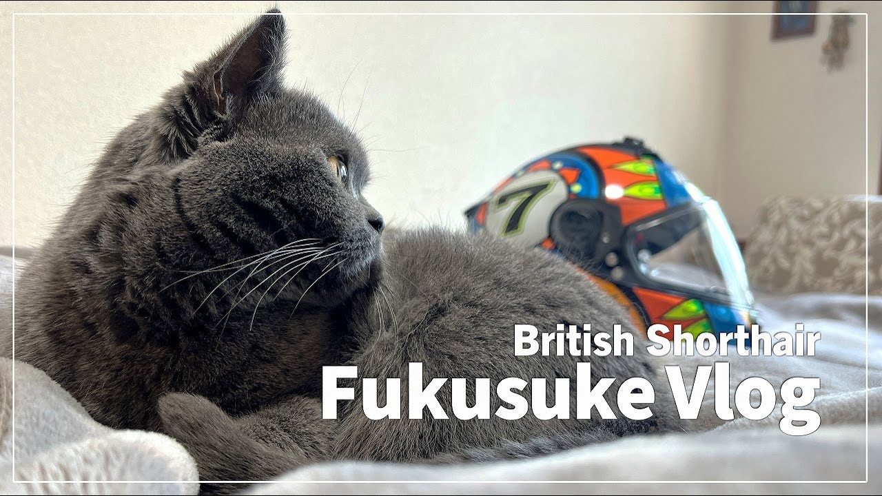30代女と暮らす猫｜ブリティッシュショートヘア"福助"の１日に密着してみた【Fukusuke Vlog】