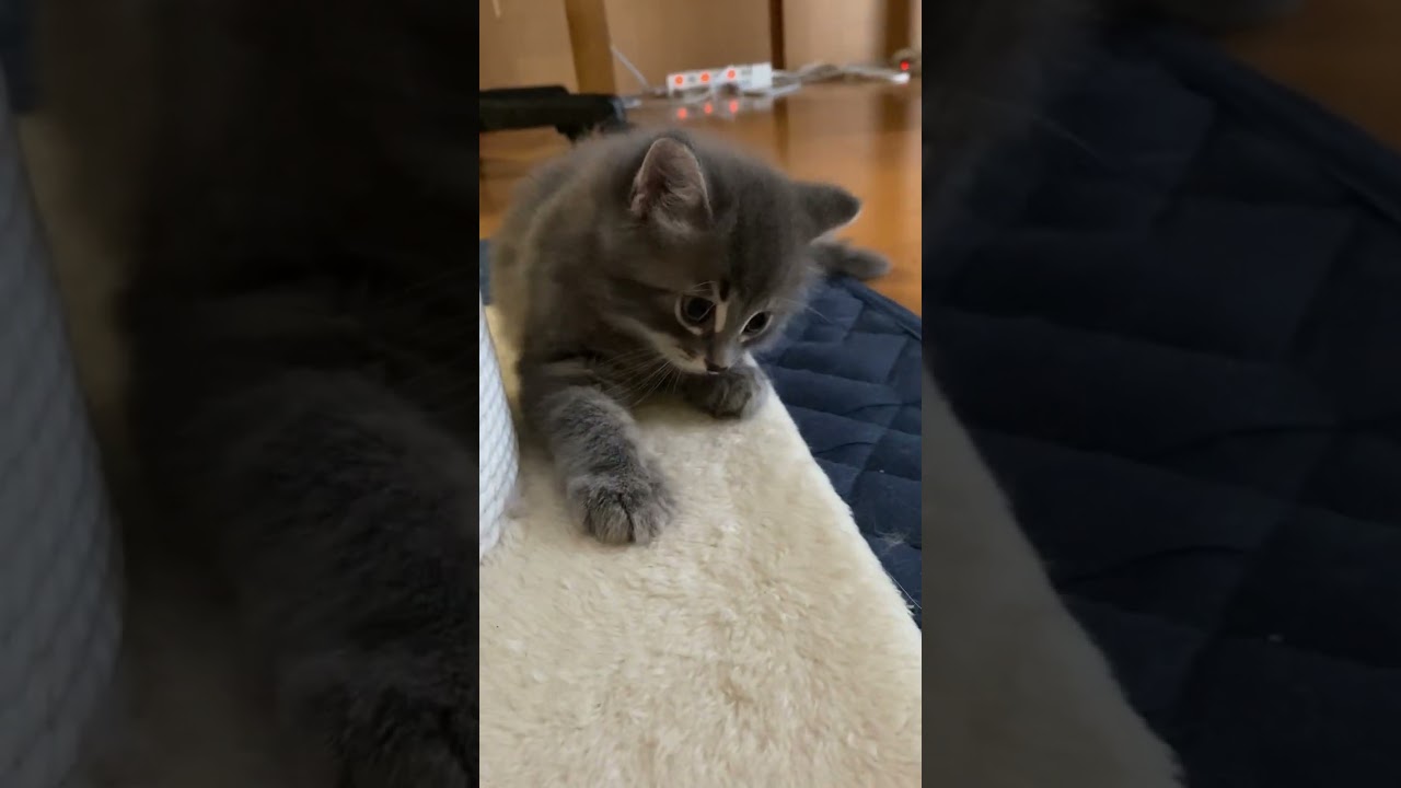 サイベリアン ビックなブルータビー&ホワイトの男の子。