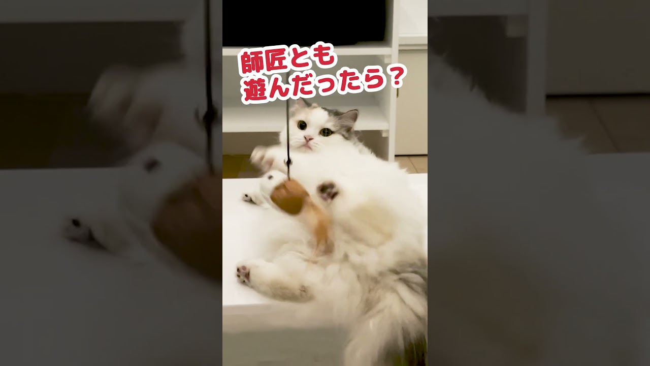 頭部を強打した猫 #Shorts