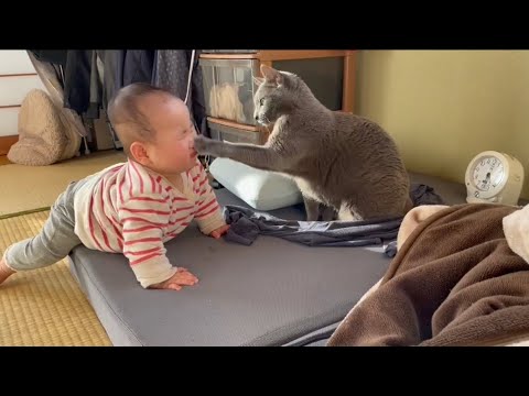 ぺぺ(ロシアンブルー)の優しい猫パンチ※爪はたててません。