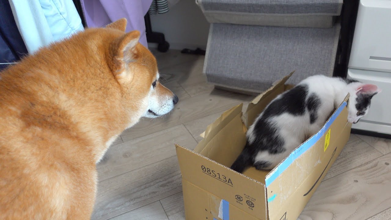 子猫が遊んでる時に柴犬の親分を召喚すると可愛い現象がみられる。