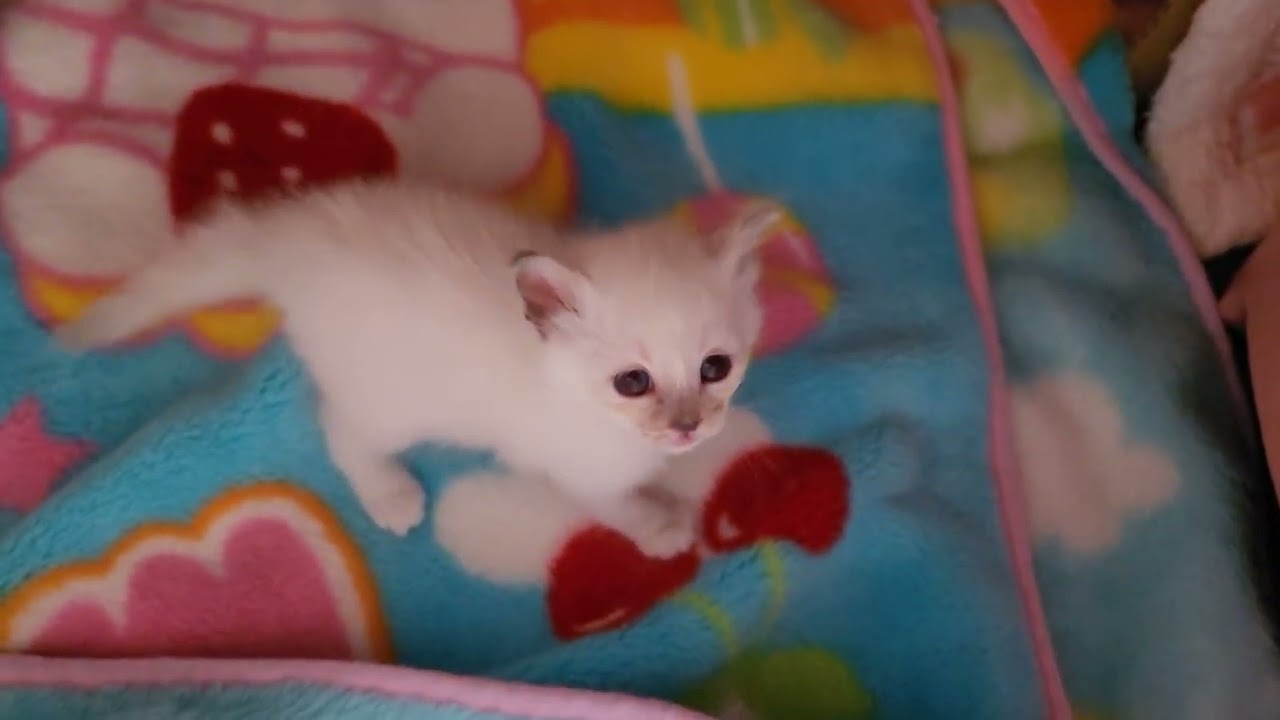 今日はバーマンの子猫のみだよん