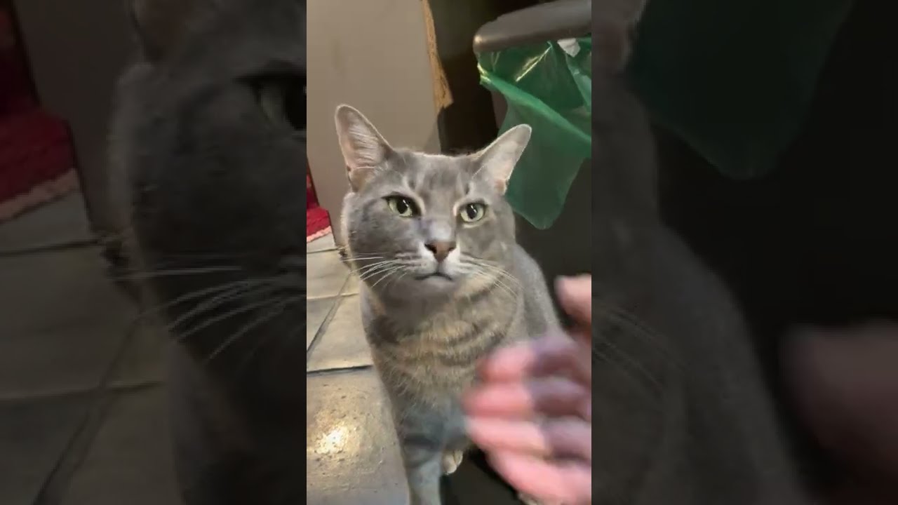 #風の猫　長いお昼寝から目が覚めて..　おばあちゃんに首輪を外され..　なんか納得いかない猫…　#shorts
