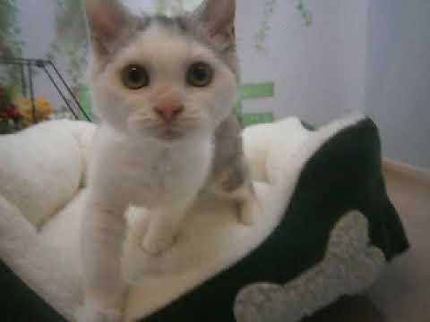 640677 セルカークレックス