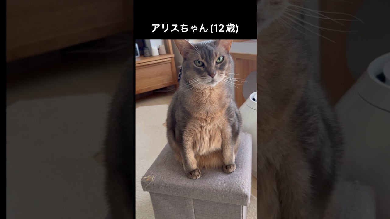 結果にコミット？アリスちゃん(12歳) #shorts #猫動画 #アビシニアン #cat #まな猫