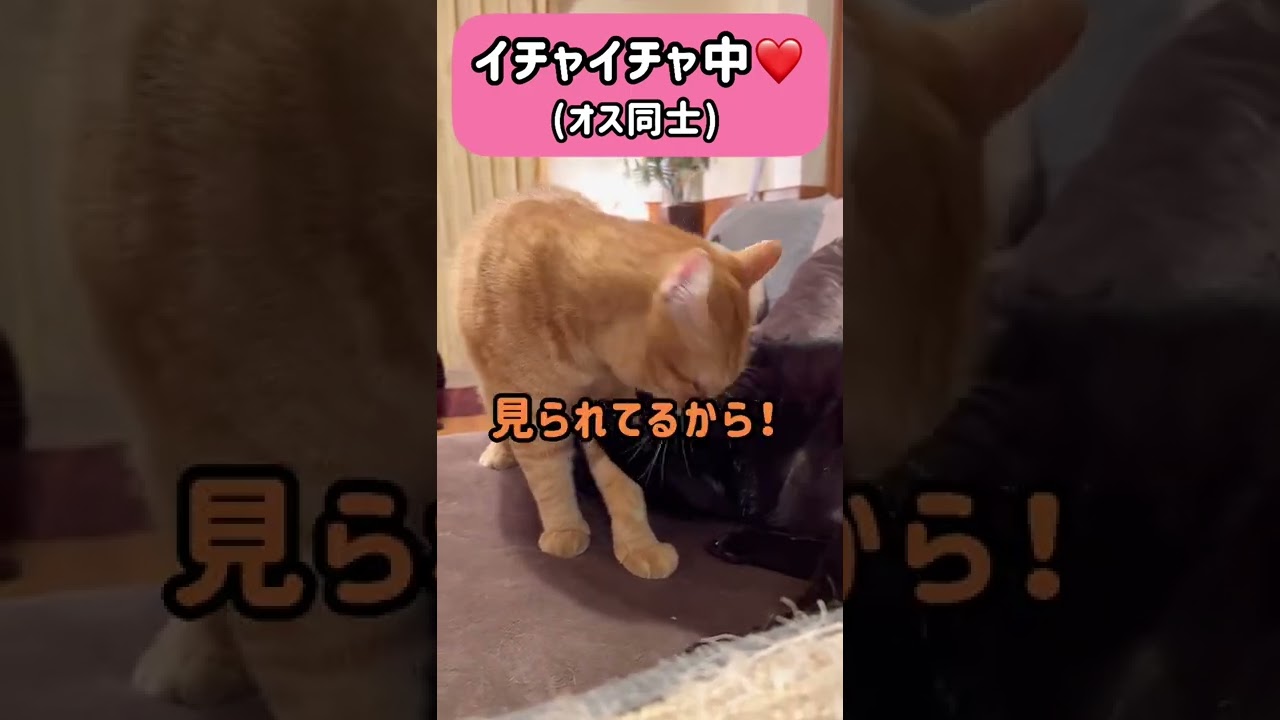 好きな子とイチャついている所をママに見られて気まずくなっている男子#shorts