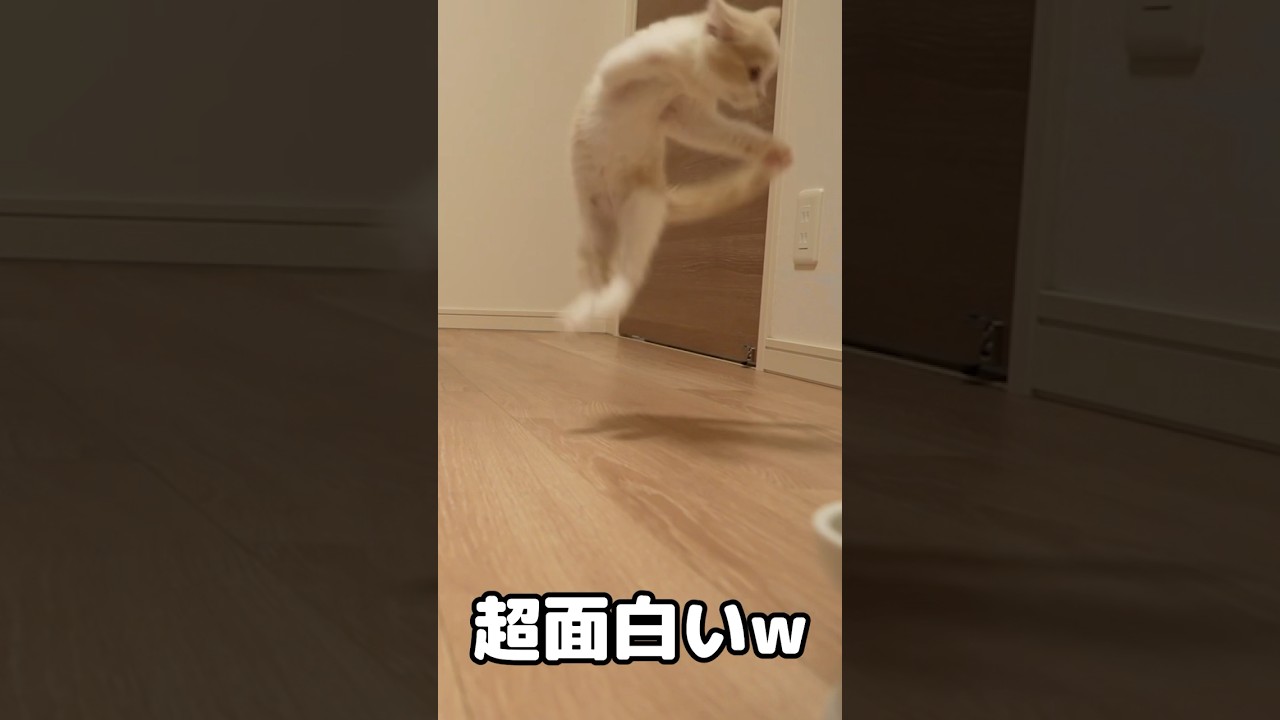ちょっとビビりすぎな子猫w #猫 #スコティッシュフォールド #ゆきのじょー #子猫