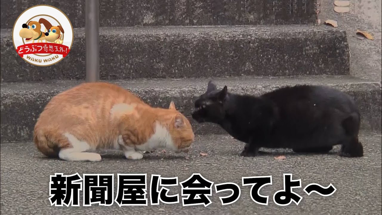 【しゃべるネコ】黒ネコが日本語で愚痴っている姿がかわいい。【どうぶつ奇想天外／WAKUWAKU】