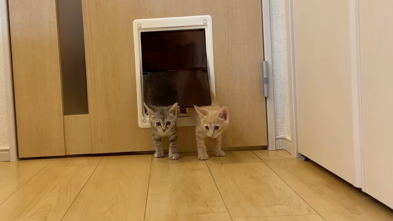子猫たちが初めての猫ドアに挑戦した結果こうなりました…