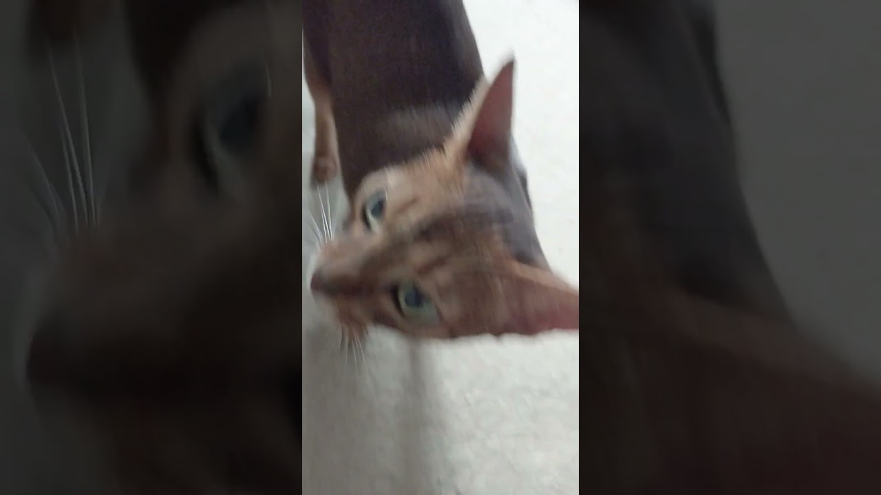 ネコ動画あび＃1732　#shorts　あびの毎日　アビシニアン　あび