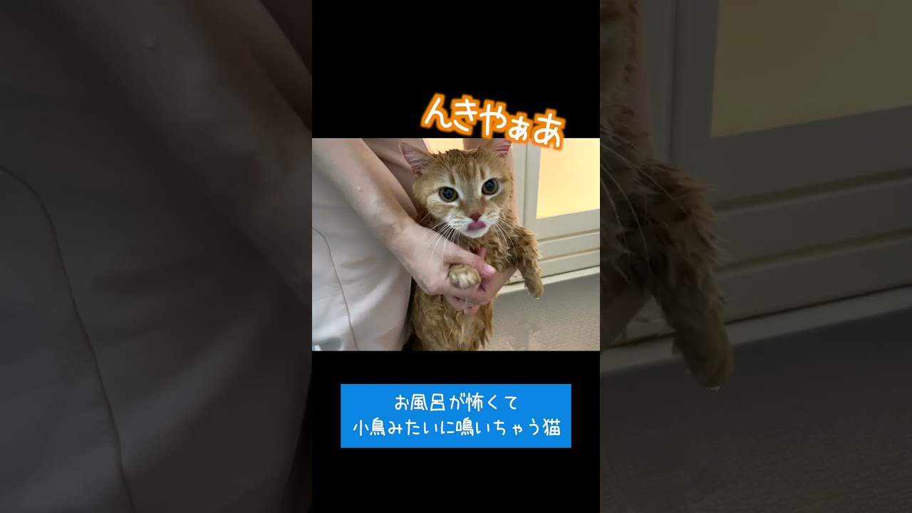 お風呂が怖くて小鳥みたいに鳴いちゃう猫！