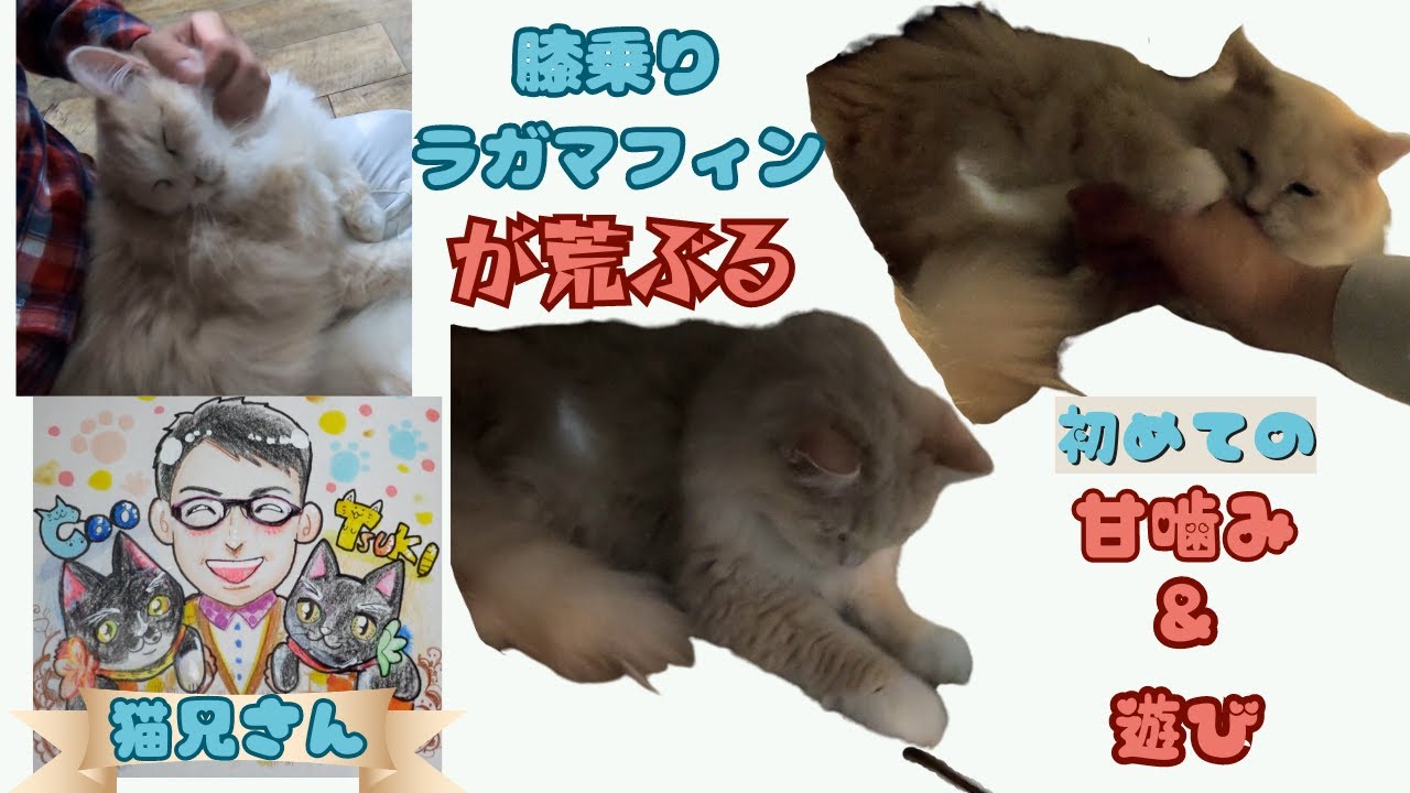 膝乗りラガマフィンは反抗期⁉お昼寝中に撫でると甘噛み＆初めて遊ぶ（保護猫カフェ猫の木）十三駅 Spoiled Ragamuffin's Rebellious Phase⁉