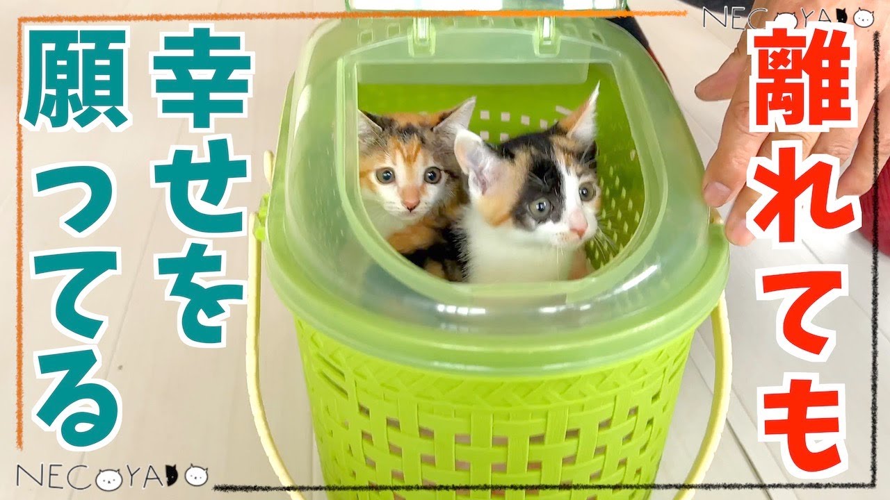 【ミルボラ最終話】子猫と過ごす最後の夜から朝｜たくさんの方の愛が繋いだ小さい命のバトン｜子ねこの体重は？｜屋根裏で発見され生後255gで来た子猫のミルボラ35日目｜保護猫｜kitten.cat.