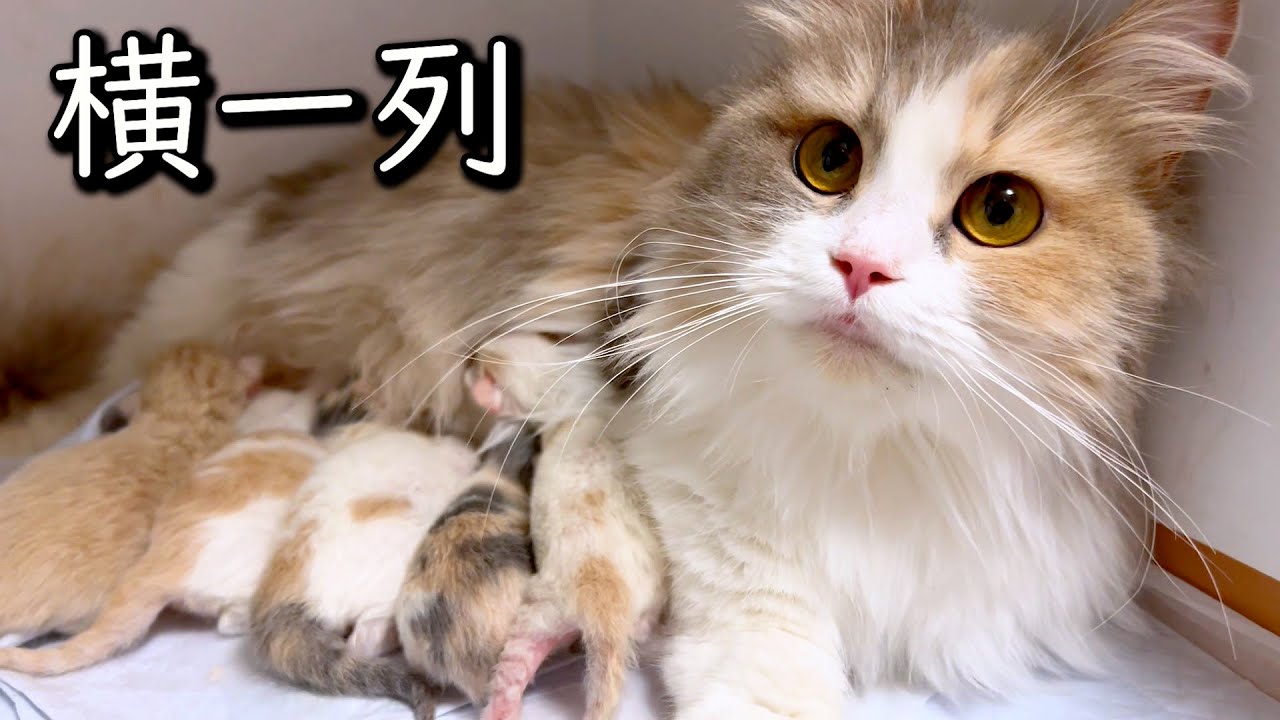 【マンチカンの子猫】生後１日目の赤ちゃん達の様子～な件 ∼猫のいる生活Vol.757~ 出産動画 マンチカン短足・ミヌエット・ペルシャ猫専門ブリーダー『ペット蔵人』【子猫の成長記録】