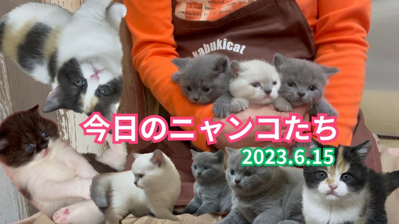 【今日のニャンコ　2023.6.15】ブリティッシュショートヘア子猫たちの現在の姿です