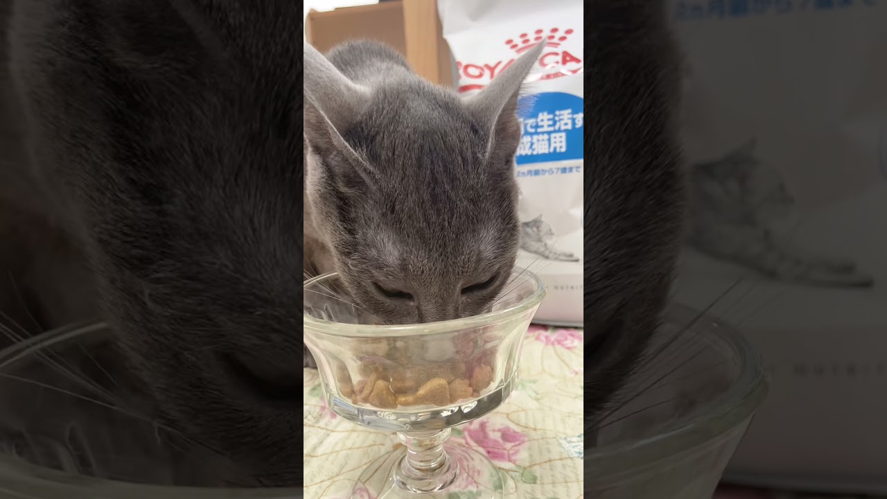 Cat eating Royal Canin with relish #shorts