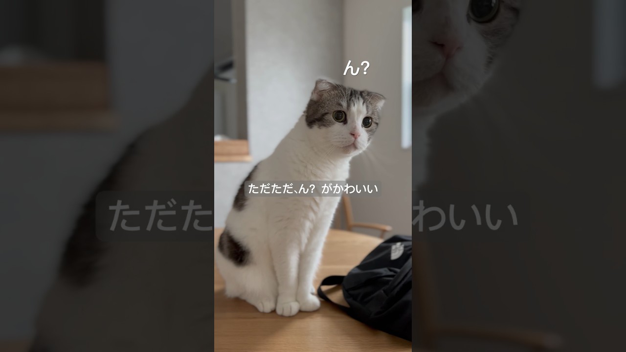 #cat #スコティッシュフォールド #ねこ #猫#catlover #shorts