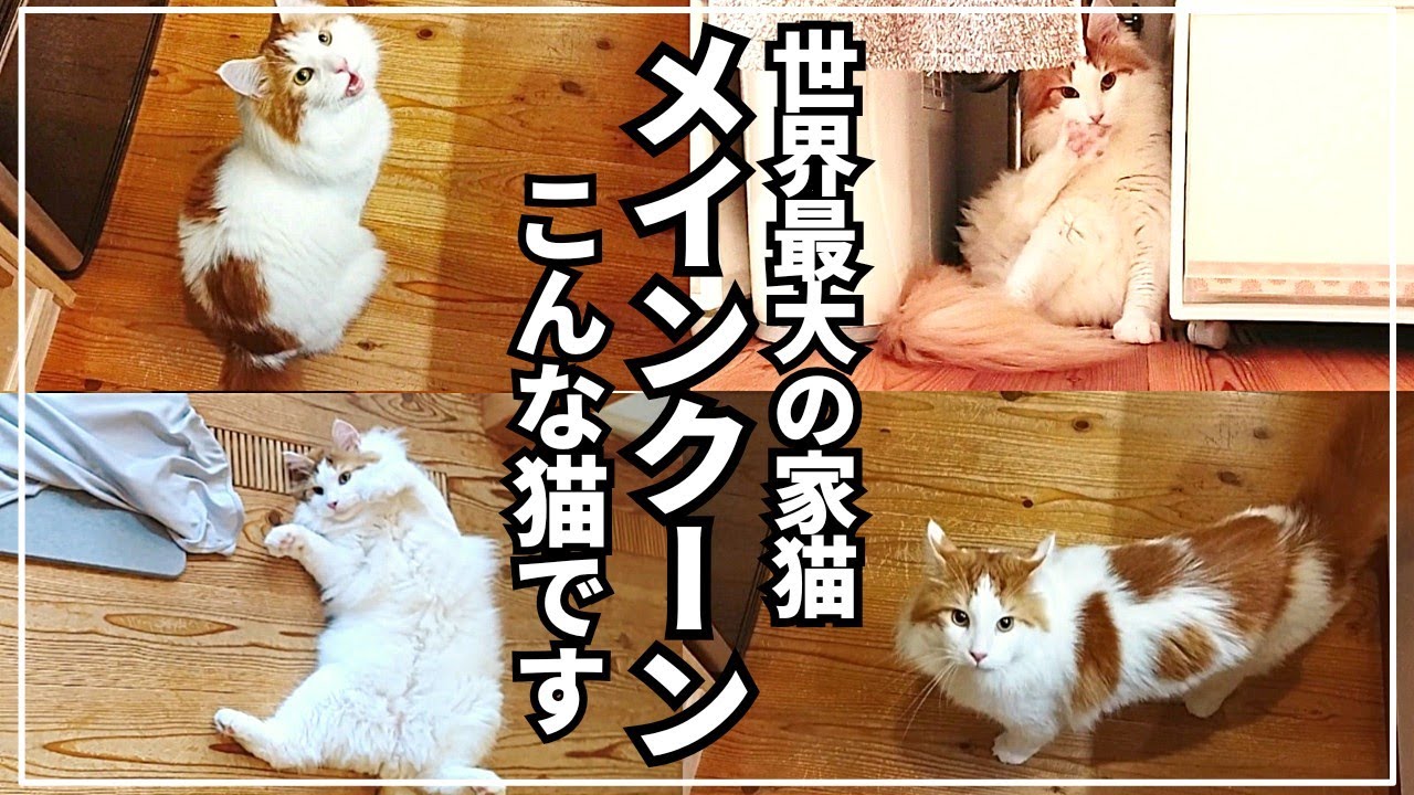 実際に家でメインクーン飼うとこんな感じ【大型猫のいる生活】