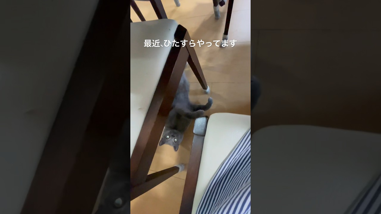 遊ぶぽむ吉#shorts #cat #ブリティッシュショートヘア #britishshorthair