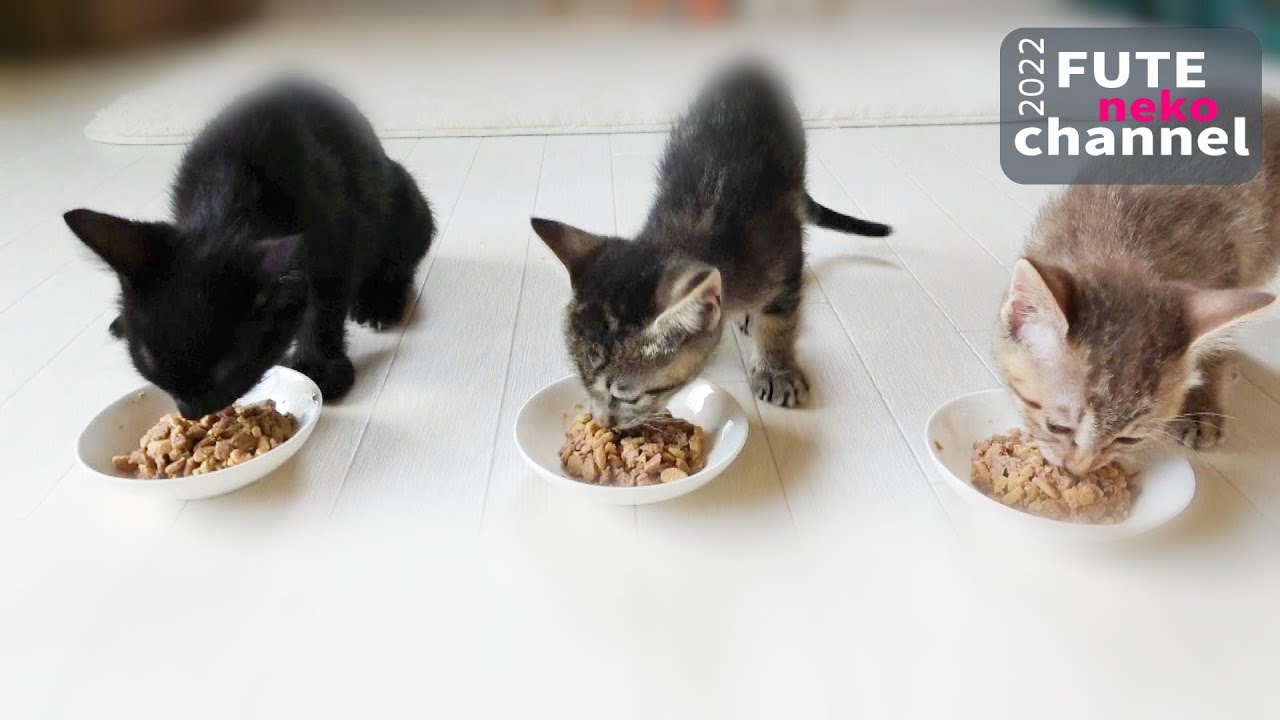 子猫達のこれからについて【保護子猫】