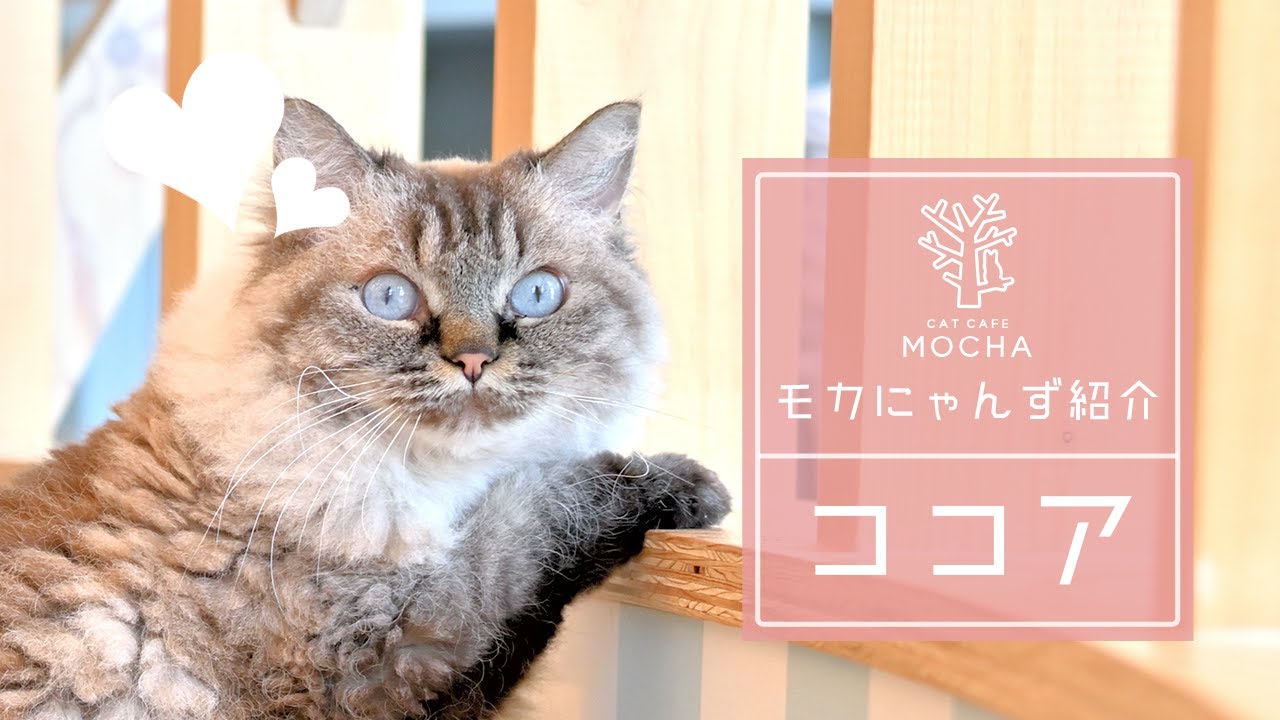 ココア（スクーカム♀）イオンレイクタウン店