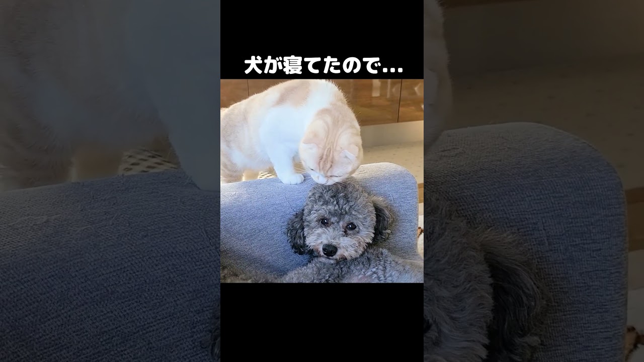 犬が寝てたので猫パンチしようとしたが...#shorts