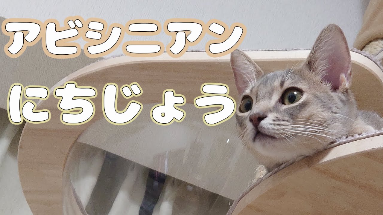 【猫動画】おてんばアビシニアンの日常【かわいい】