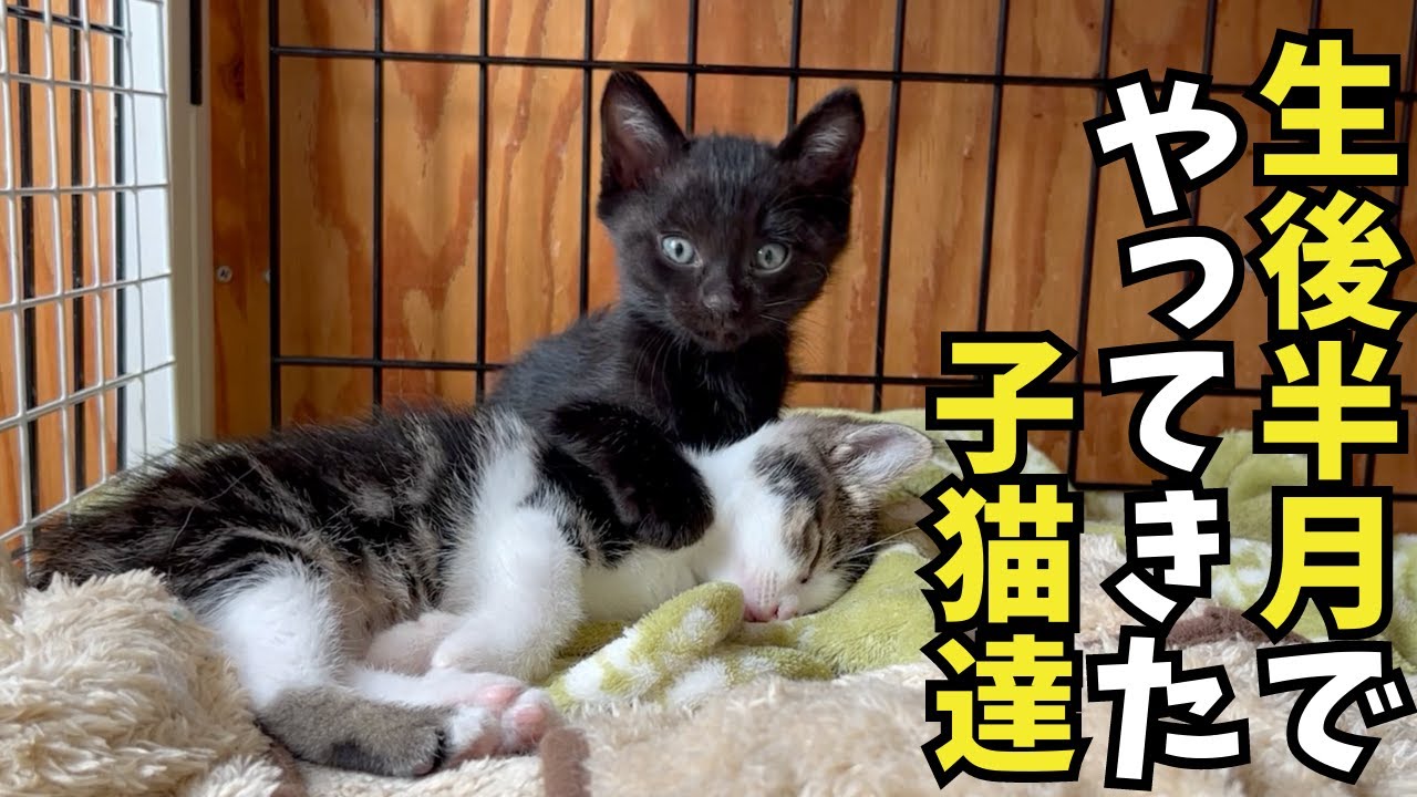 生後半月で愛媛からやってきた子猫 1