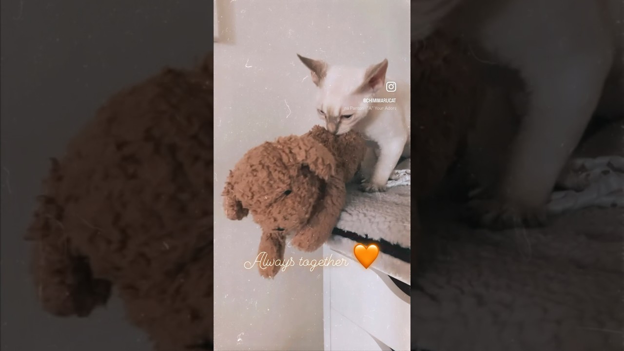 Devon Rex Kitten - always with his therapy dog plushie Milo since his arrival🐾大好きなミロといつも一緒🧡