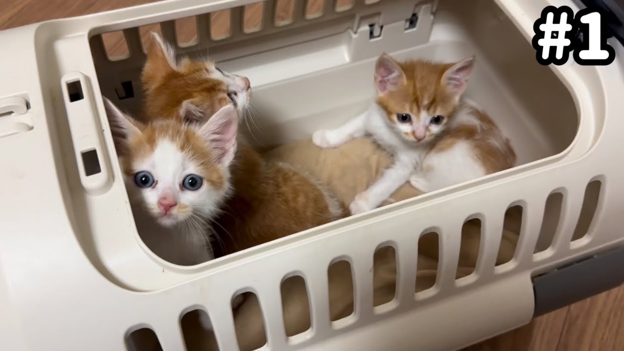 行き場のない子猫兄弟を保護しました。