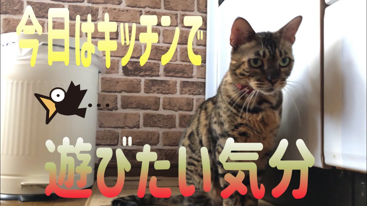 キッチンでレオと遊んでみました。ベンガル猫　[レオと一緒]