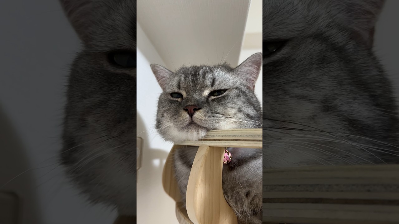 首が疲れた猫🐈 #猫 #マンチカン #cat #kitten #kitty #kittycat #catlover