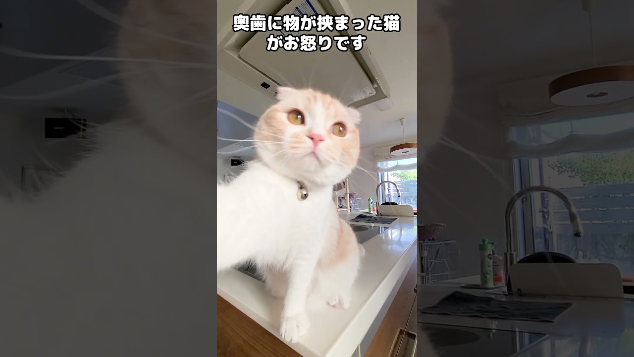 奥歯に物が挟まってお怒りの猫がこちらです...笑#shorts