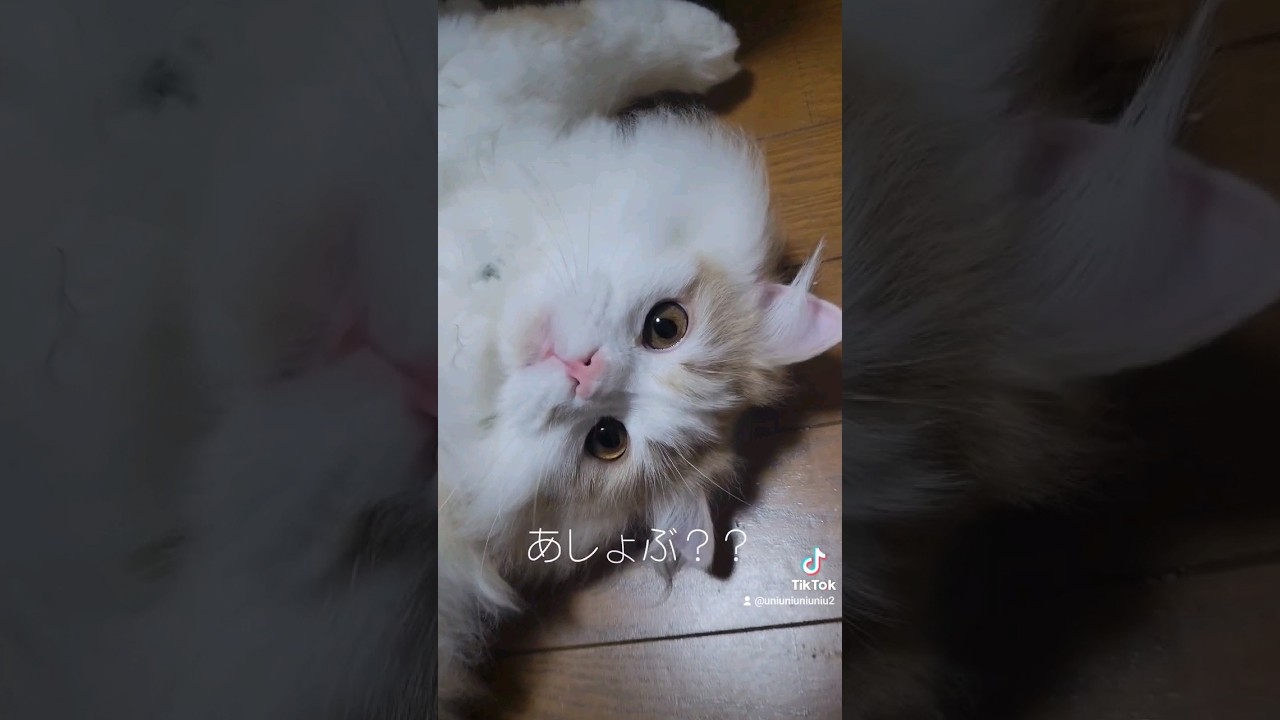 かまってちゃんな子猫 #ラガマフィン #猫動画 #cat #子猫 #shorts